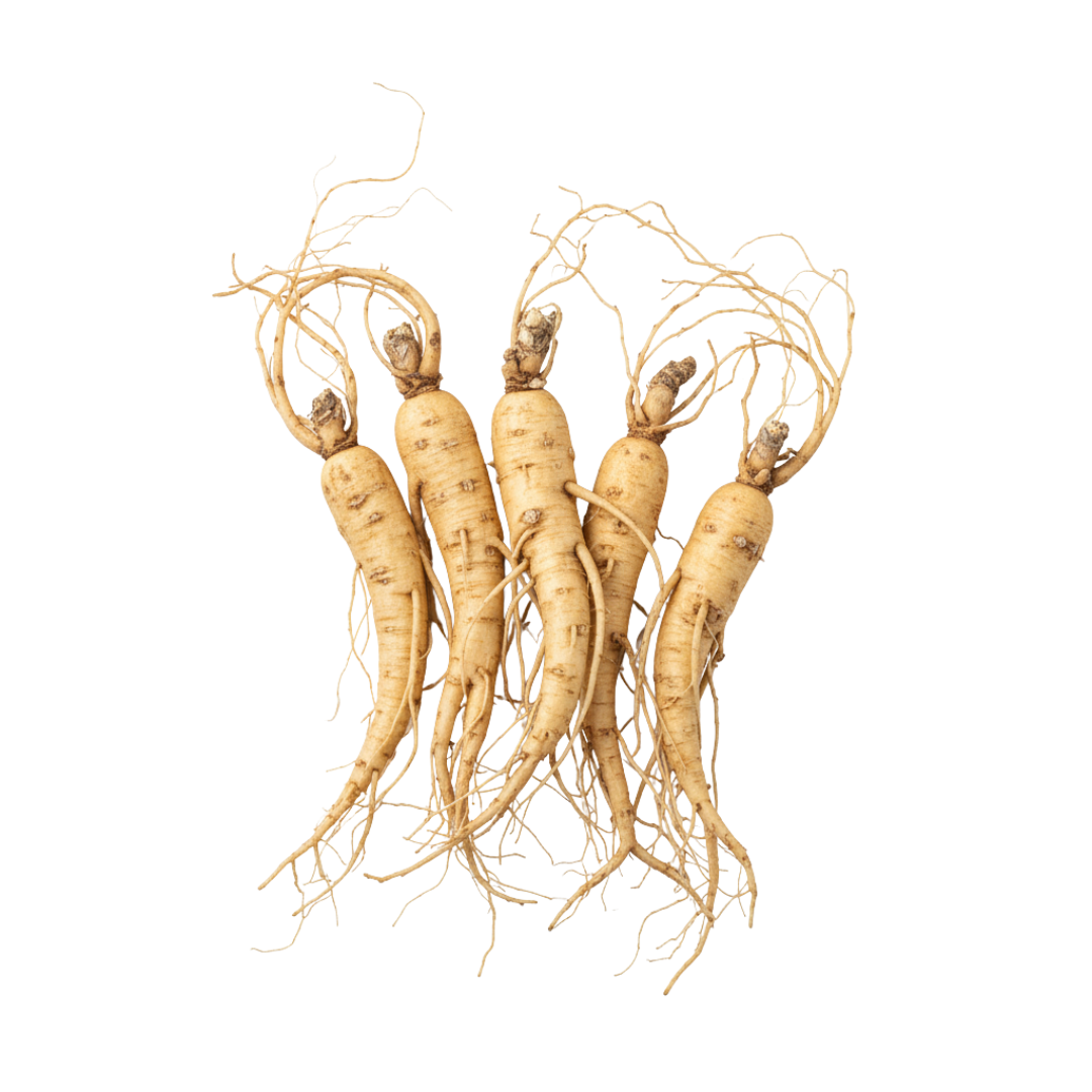 Ginseng root