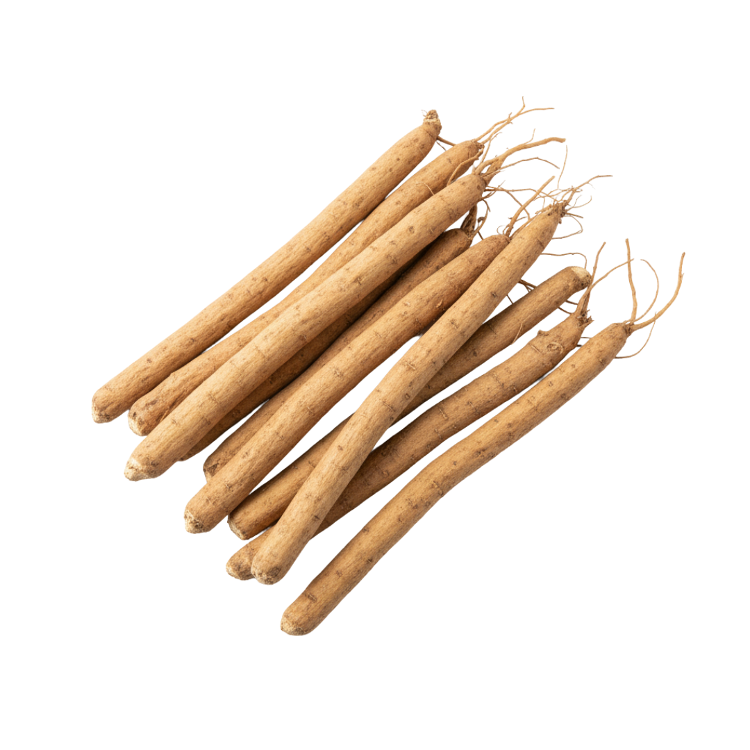 Radix Angelicae Sinensis (Dong quai)